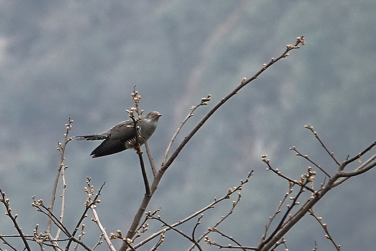 Large Hawk-Cuckoo - ML640683144