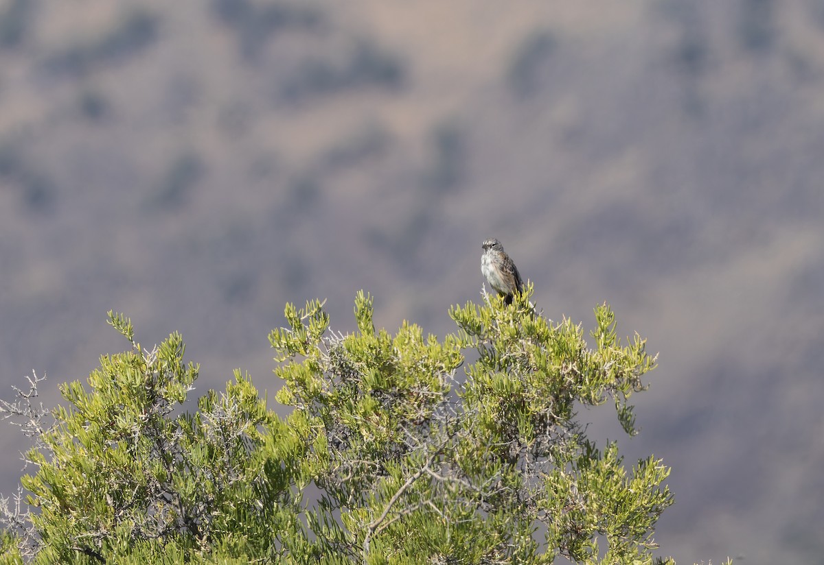 Sagebrush Sparrow - ML640683169