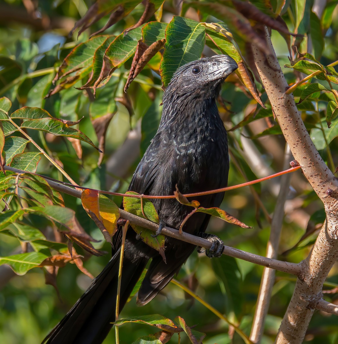 Groove-billed Ani - ML640683171