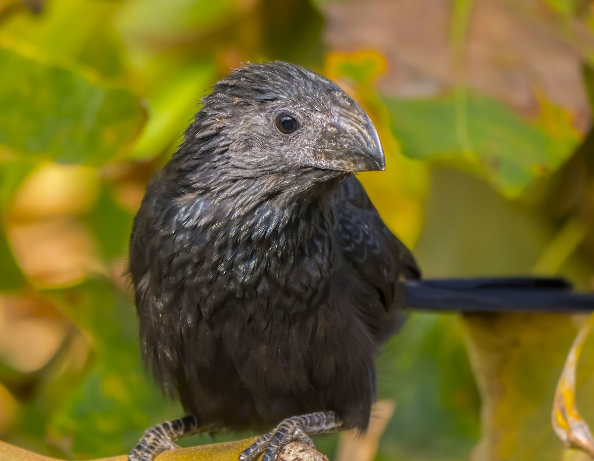 Groove-billed Ani - ML640683172