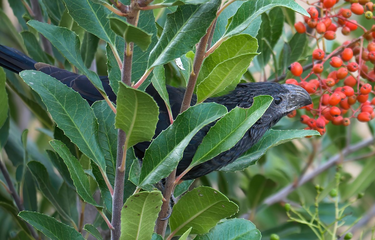 Groove-billed Ani - ML640683175