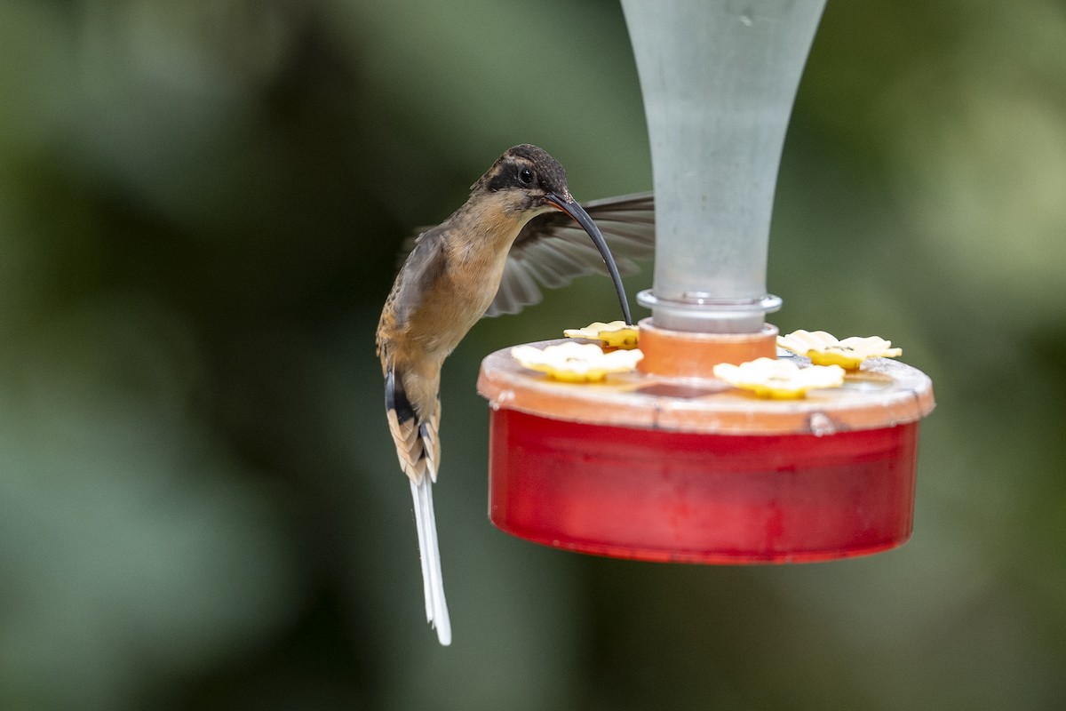 Tawny-bellied Hermit - ML640683317