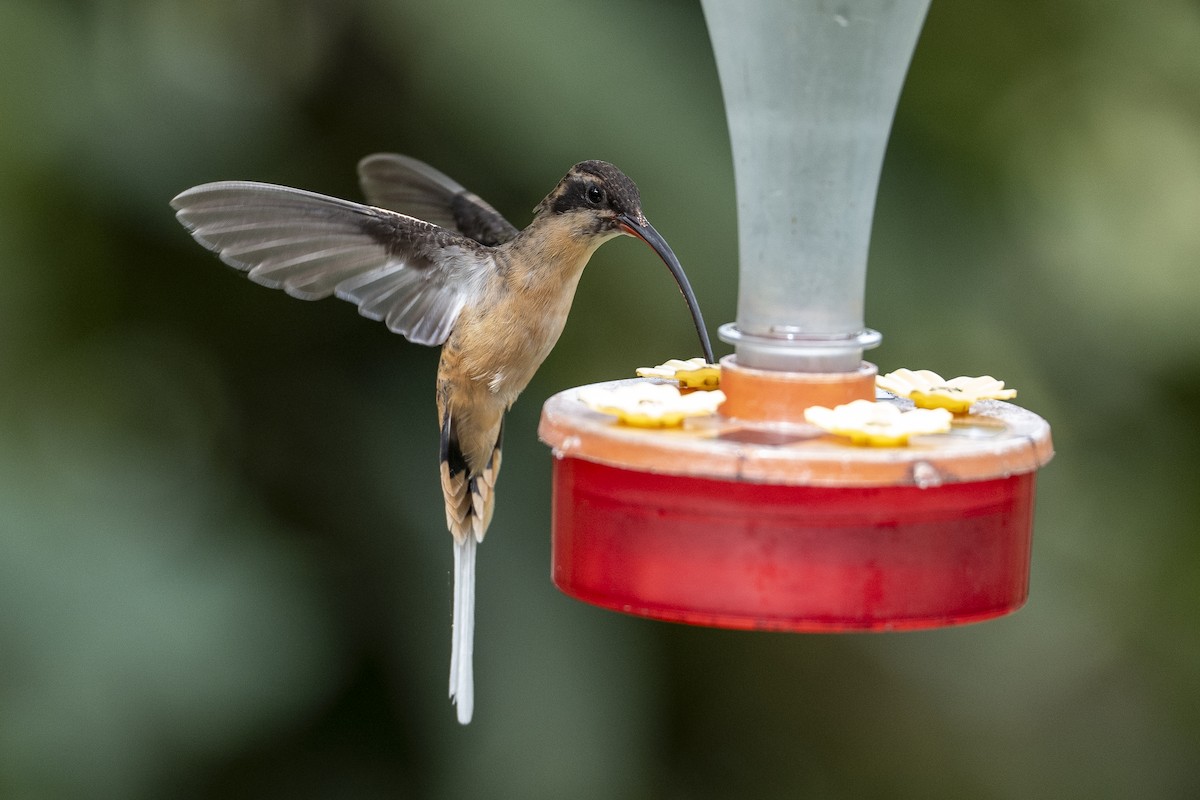 Tawny-bellied Hermit - ML640683319