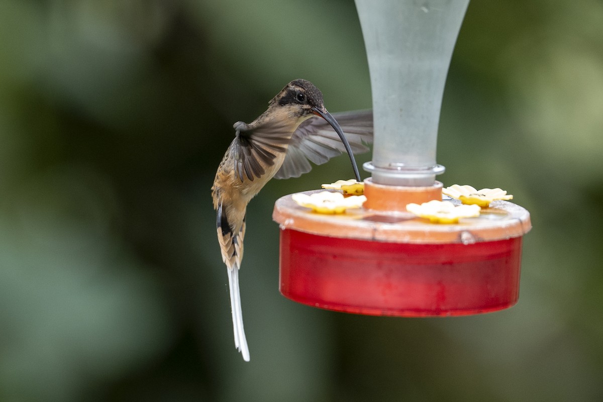 Tawny-bellied Hermit - ML640683321