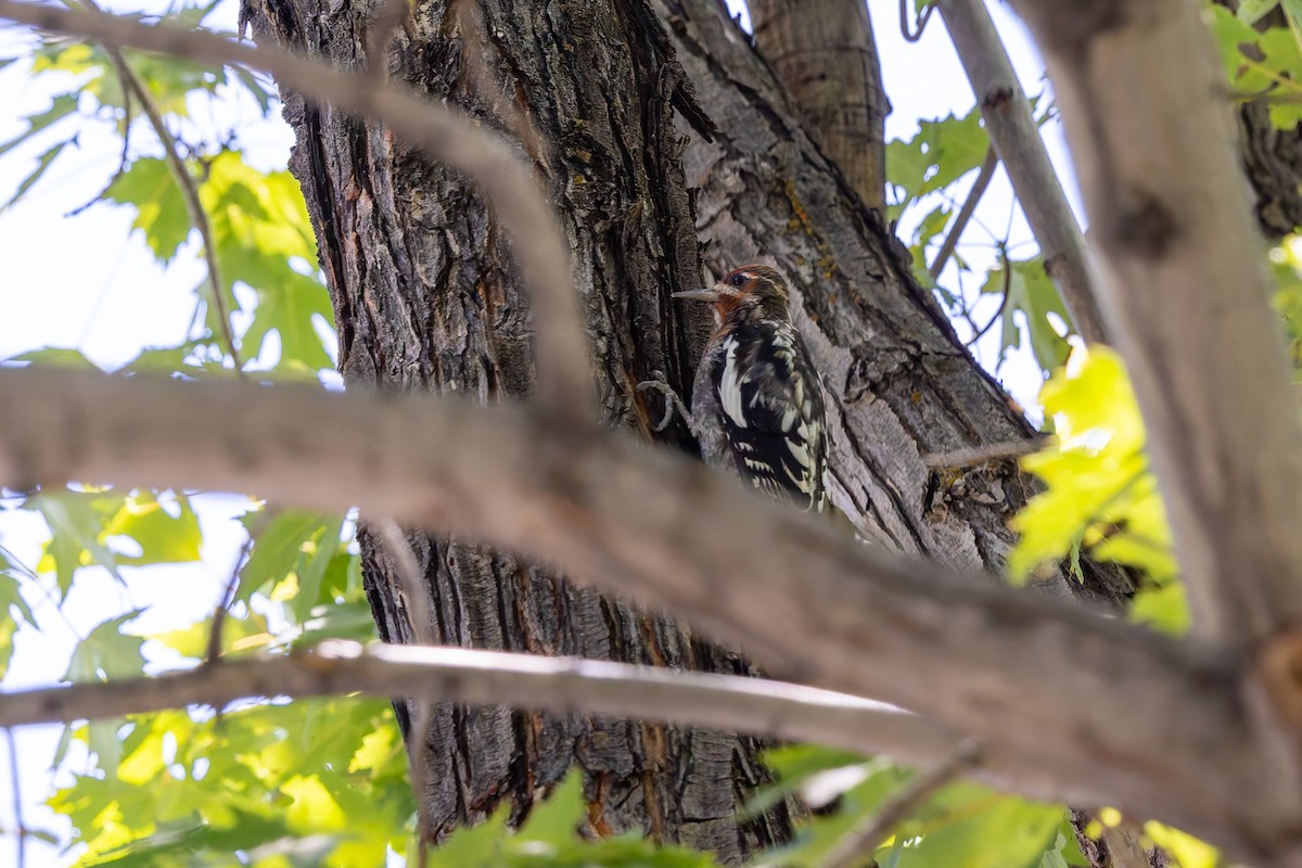 Red-naped x Red-breasted Sapsucker (hybrid) - ML640683376