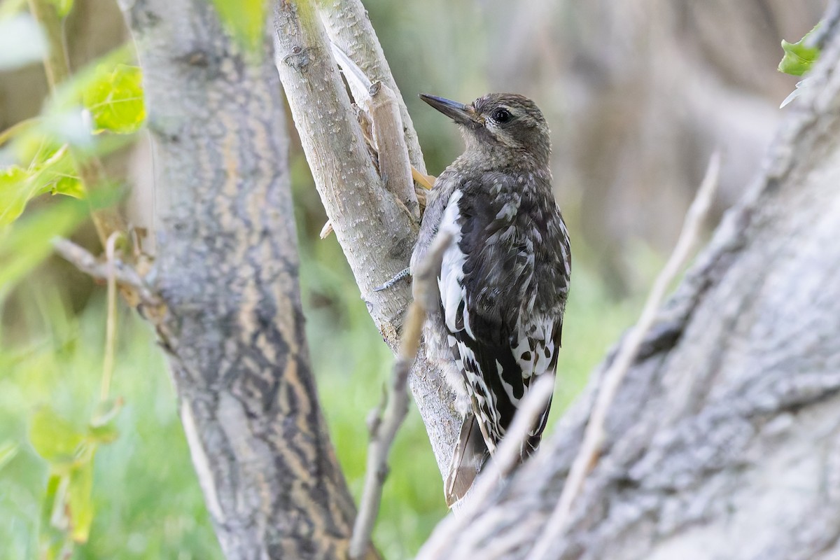 Red-naped x Red-breasted Sapsucker (hybrid) - ML640683377