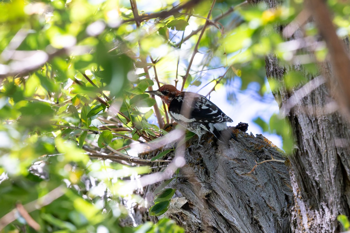 Red-naped x Red-breasted Sapsucker (hybrid) - ML640683378