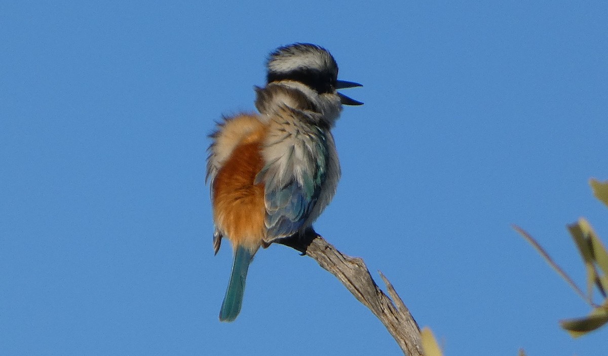Red-backed Kingfisher - ML640683471