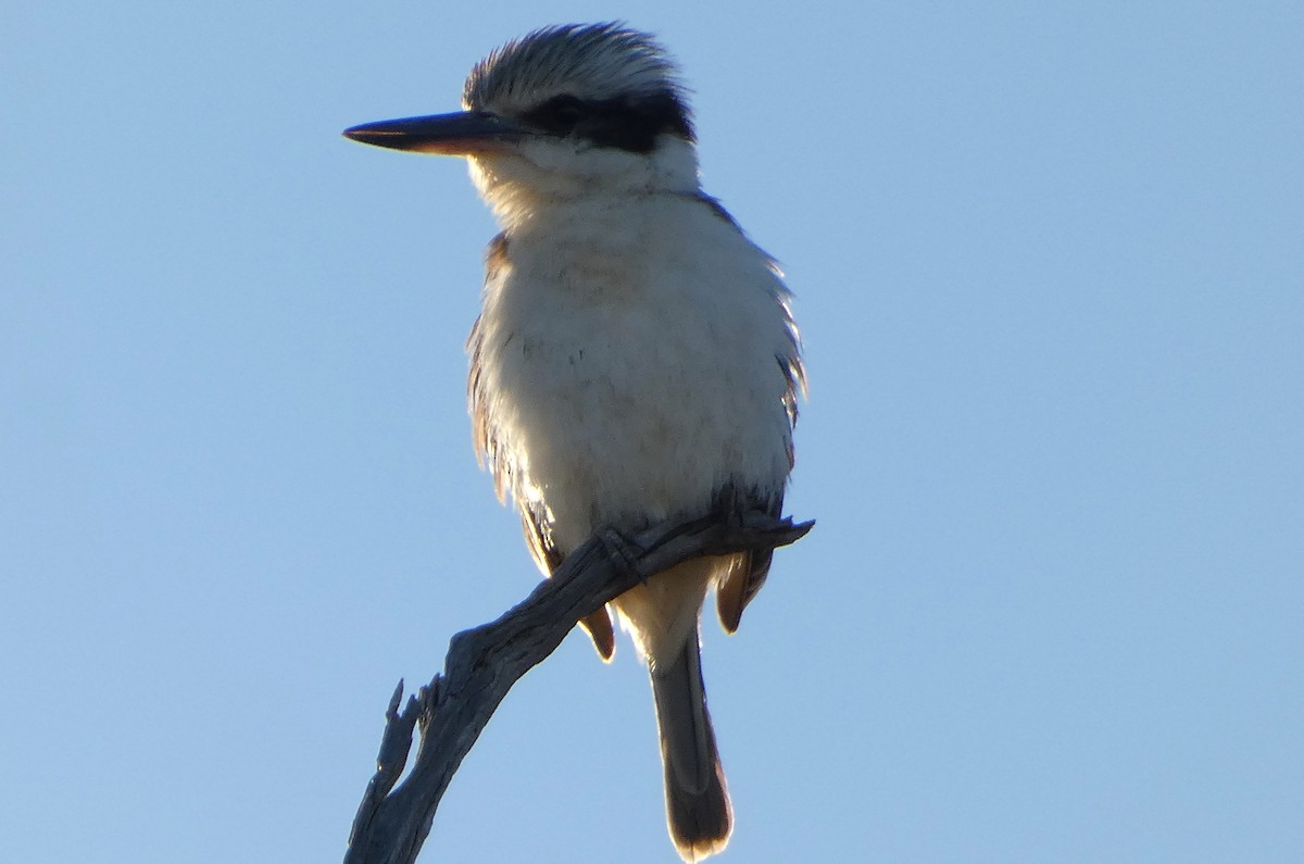 Red-backed Kingfisher - ML640683472