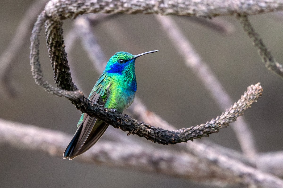 Colibri thalassin - ML640683499
