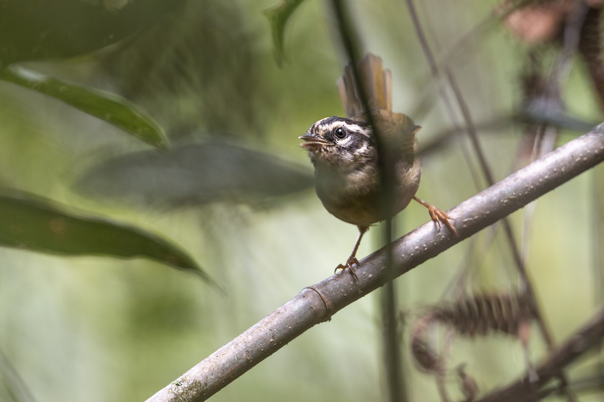 Three-striped Warbler - ML640683564
