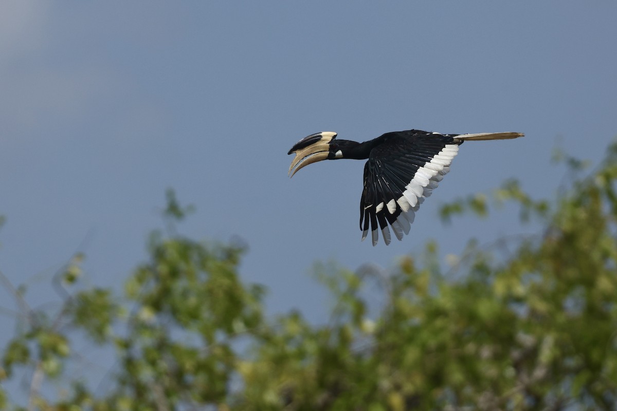 Malabar Pied-Hornbill - ML640683599