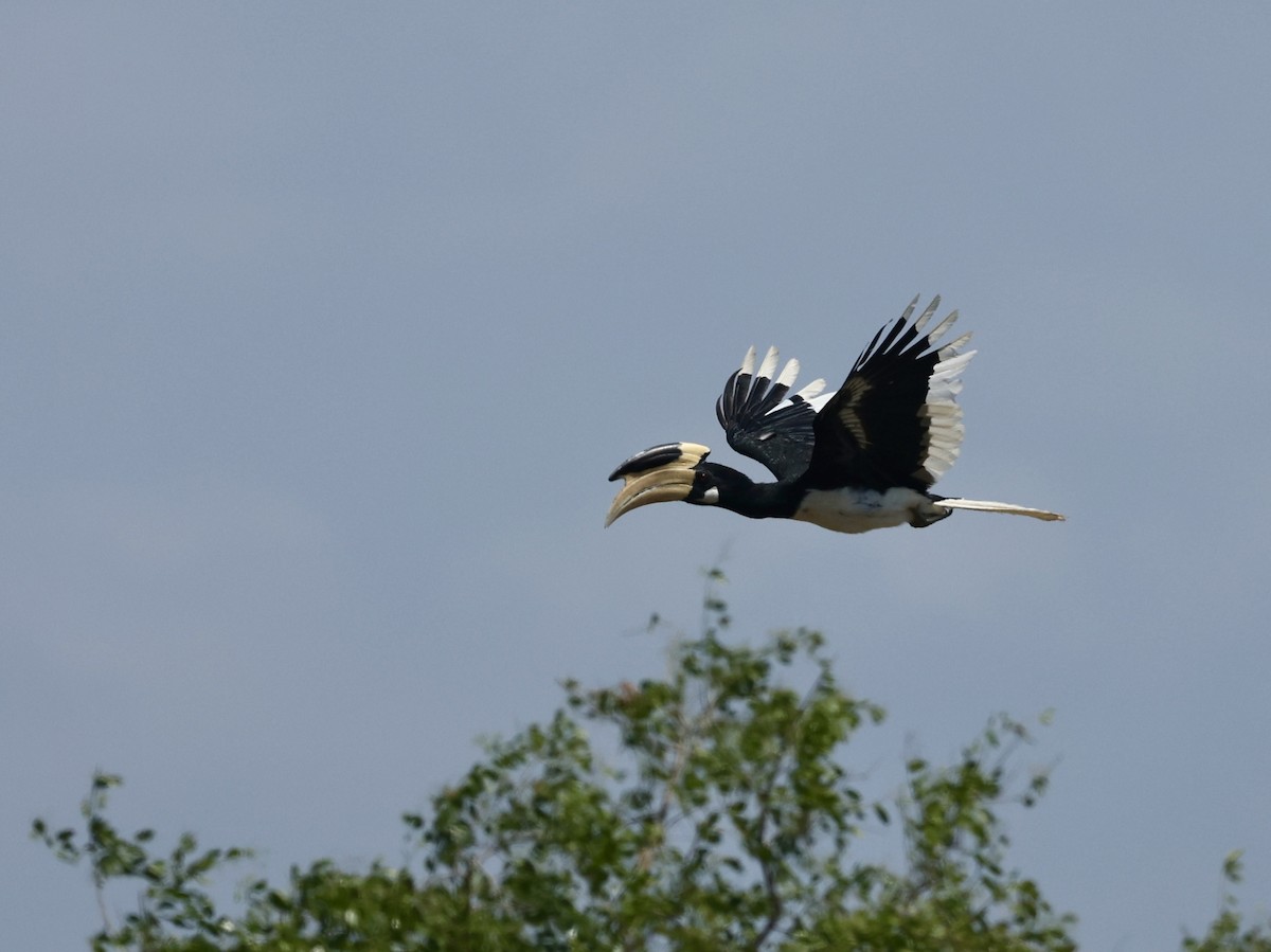 Malabar Pied-Hornbill - ML640683600