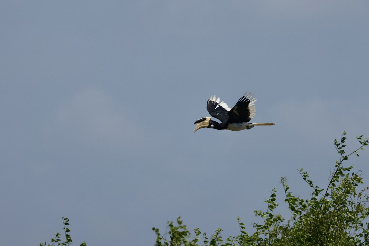 Malabar Pied-Hornbill - ML640683601
