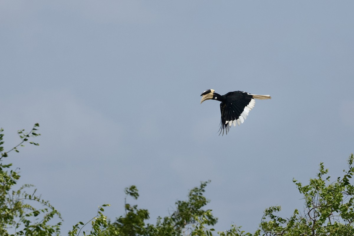 Malabar Pied-Hornbill - ML640683602