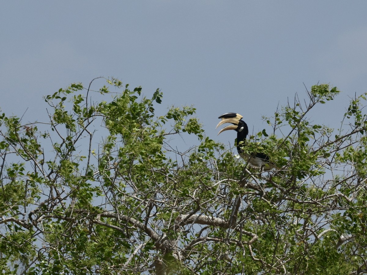 Malabar Pied-Hornbill - ML640683603