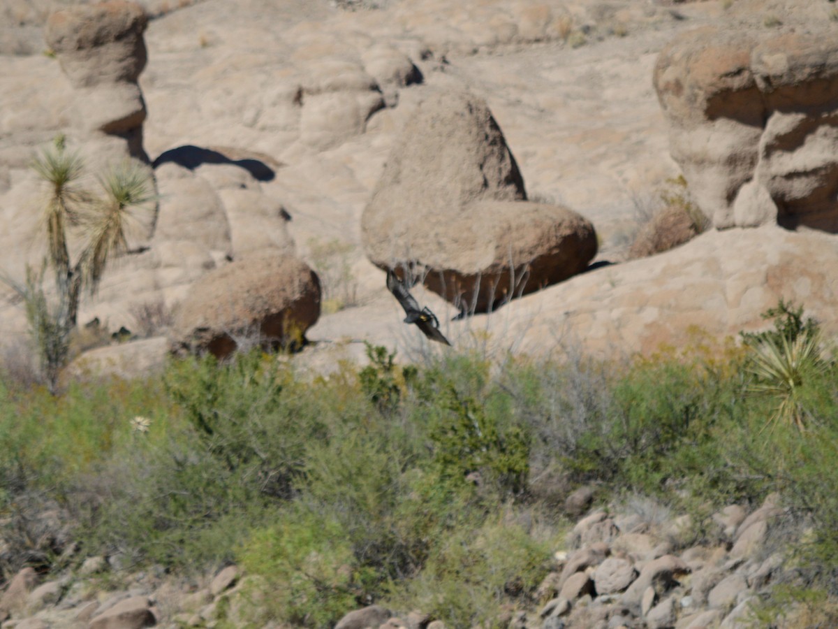 Zone-tailed Hawk - ML640683613
