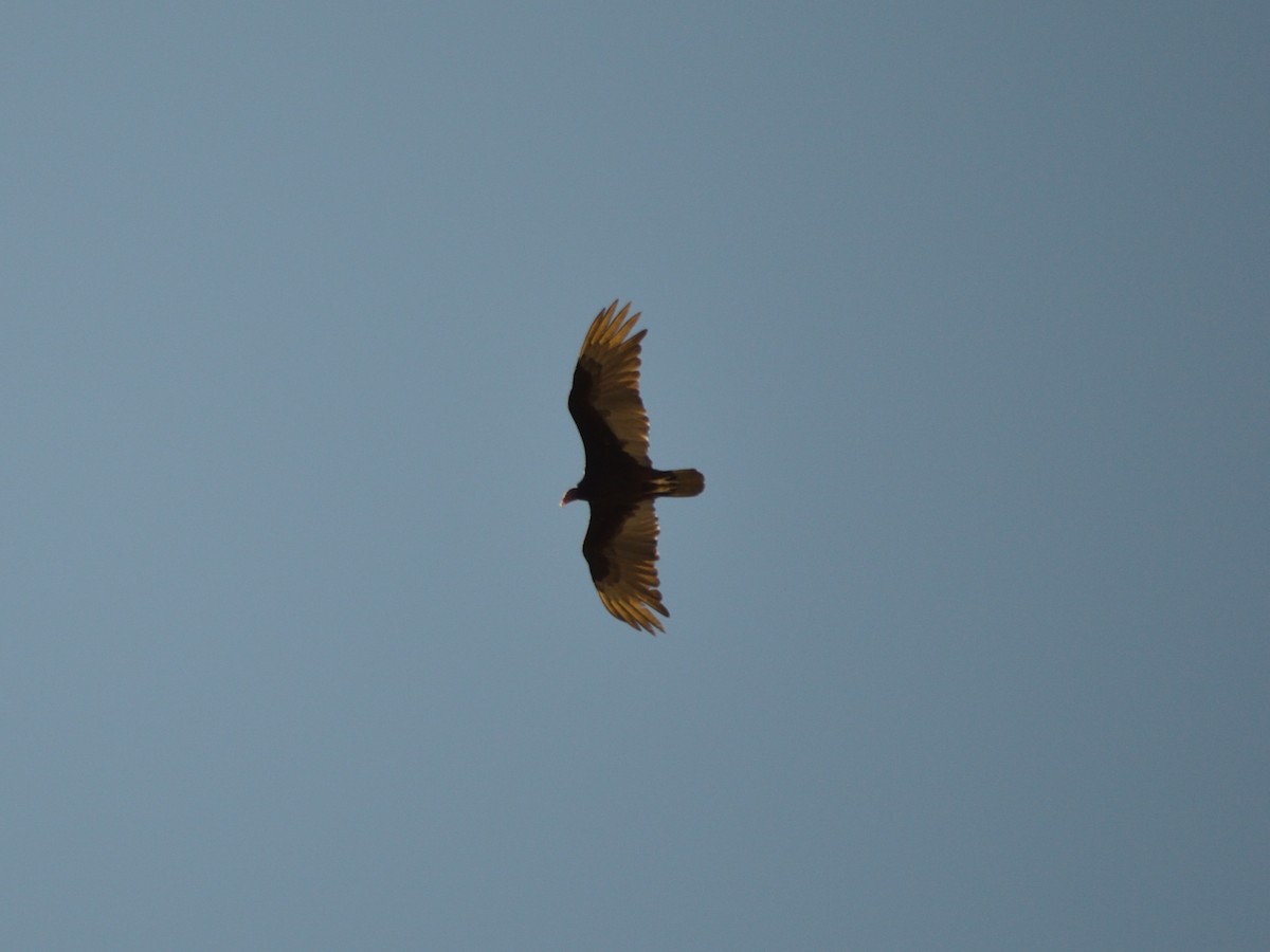 Turkey Vulture - ML640683628
