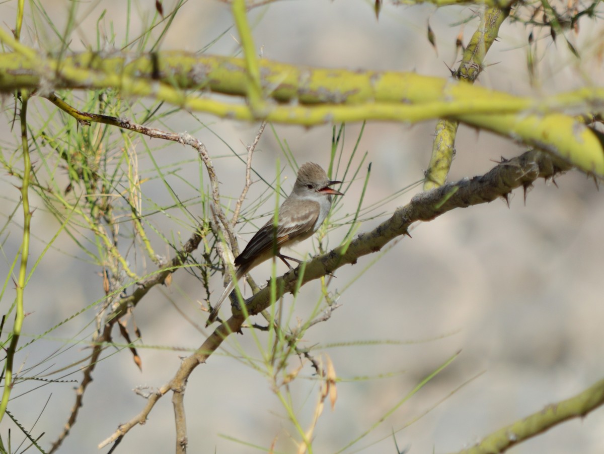 Ash-throated Flycatcher - ML640683642