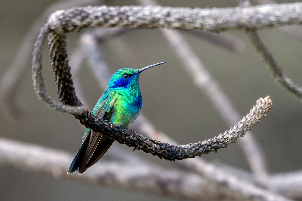 Colibri thalassin - ML640683687