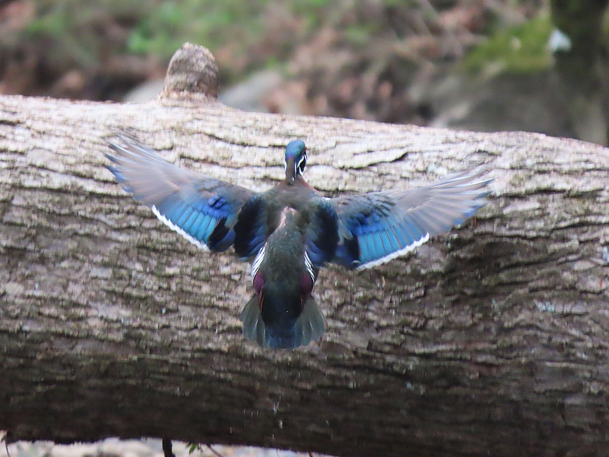 Wood Duck - ML640683689