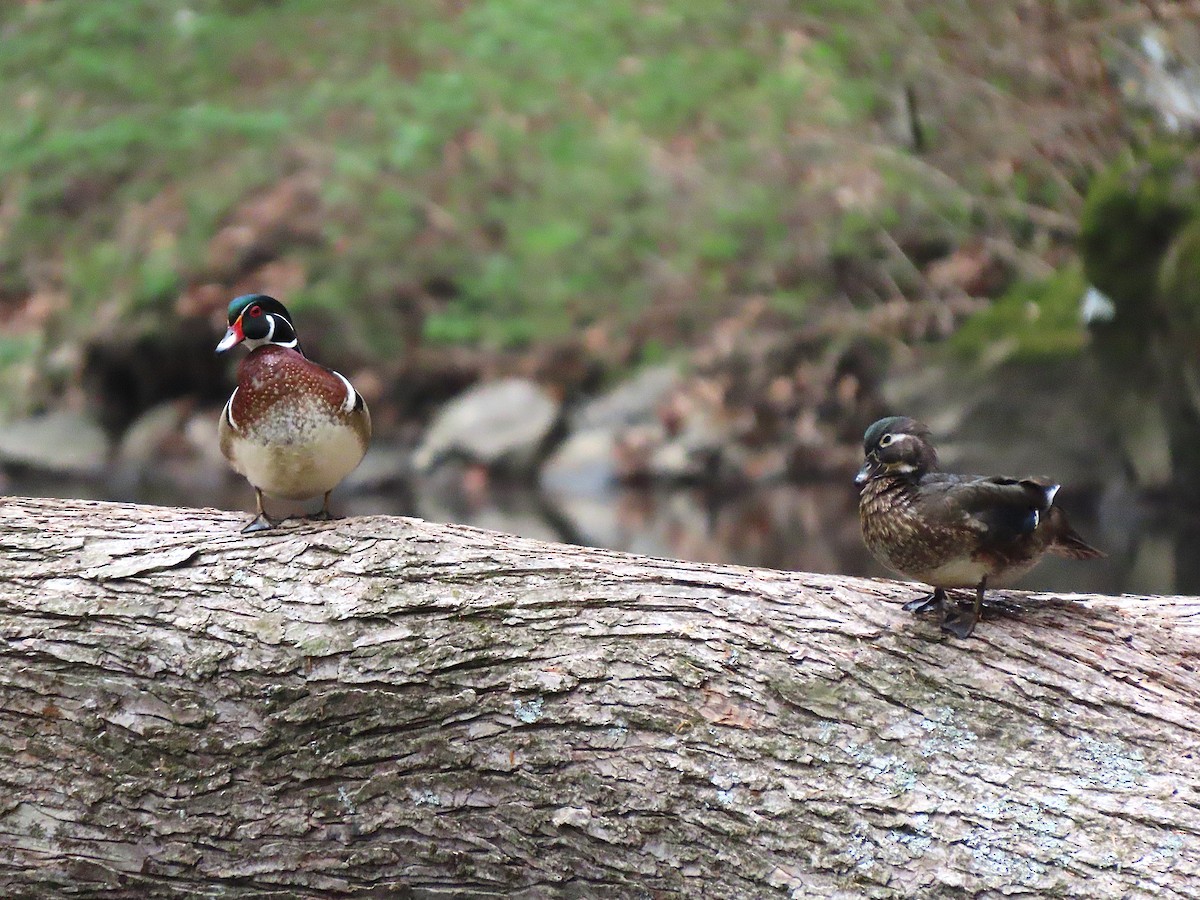 Wood Duck - ML640683690
