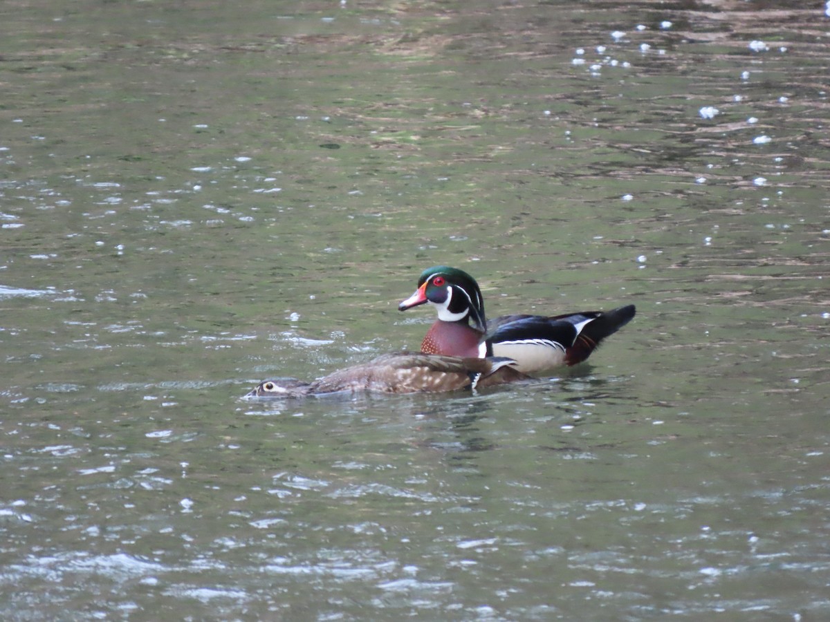 Wood Duck - ML640683691
