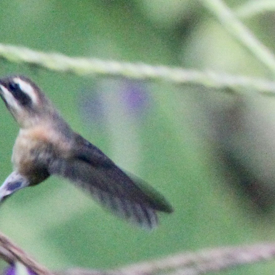 Great-billed Hermit - ML640683692