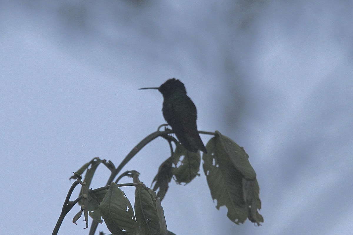 Golden-tailed Sapphire - ML640683697