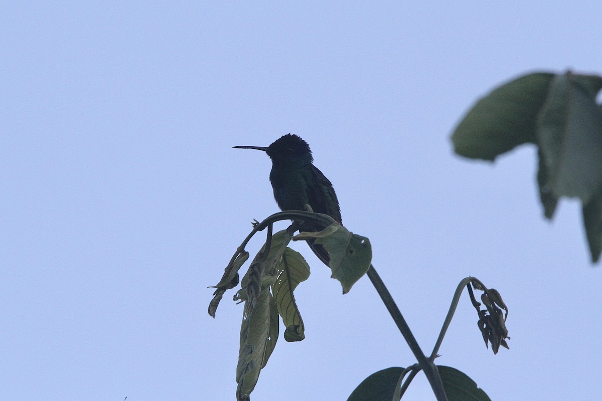 Golden-tailed Sapphire - ML640683698