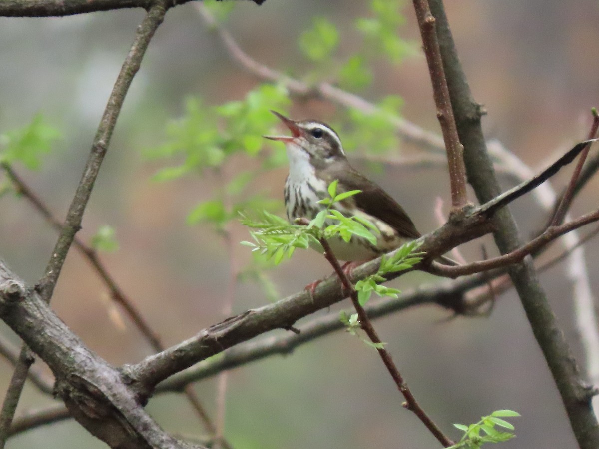 Louisiana Waterthrush - ML640683701