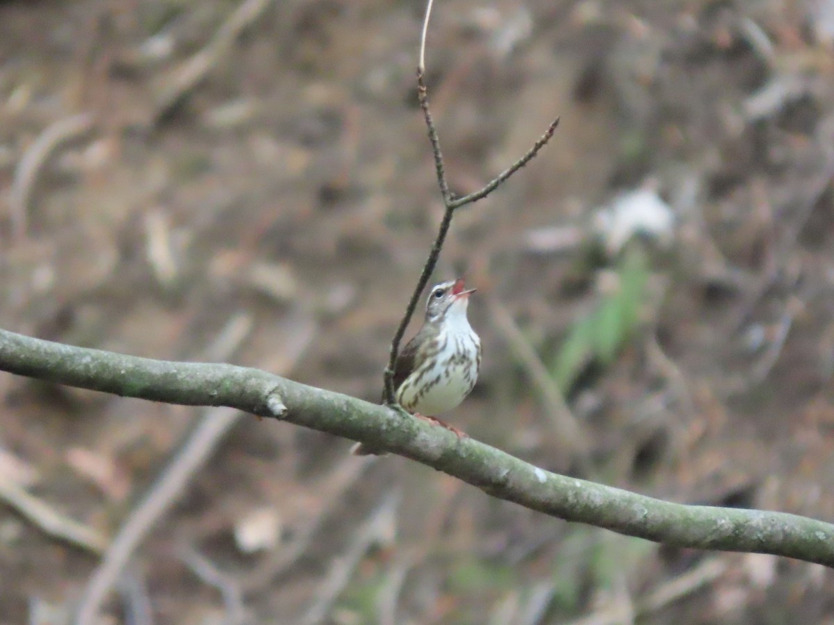 Louisiana Waterthrush - ML640683702