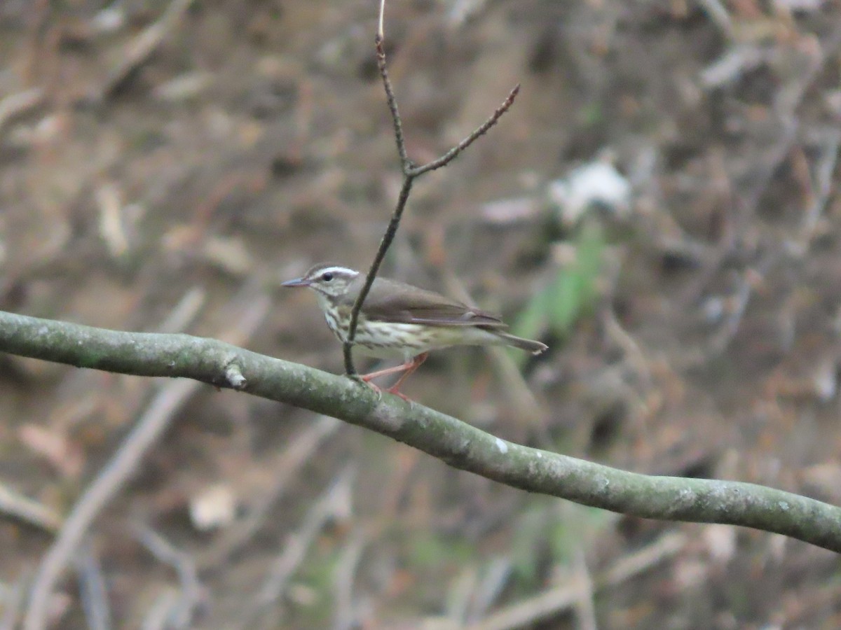 Louisiana Waterthrush - ML640683703