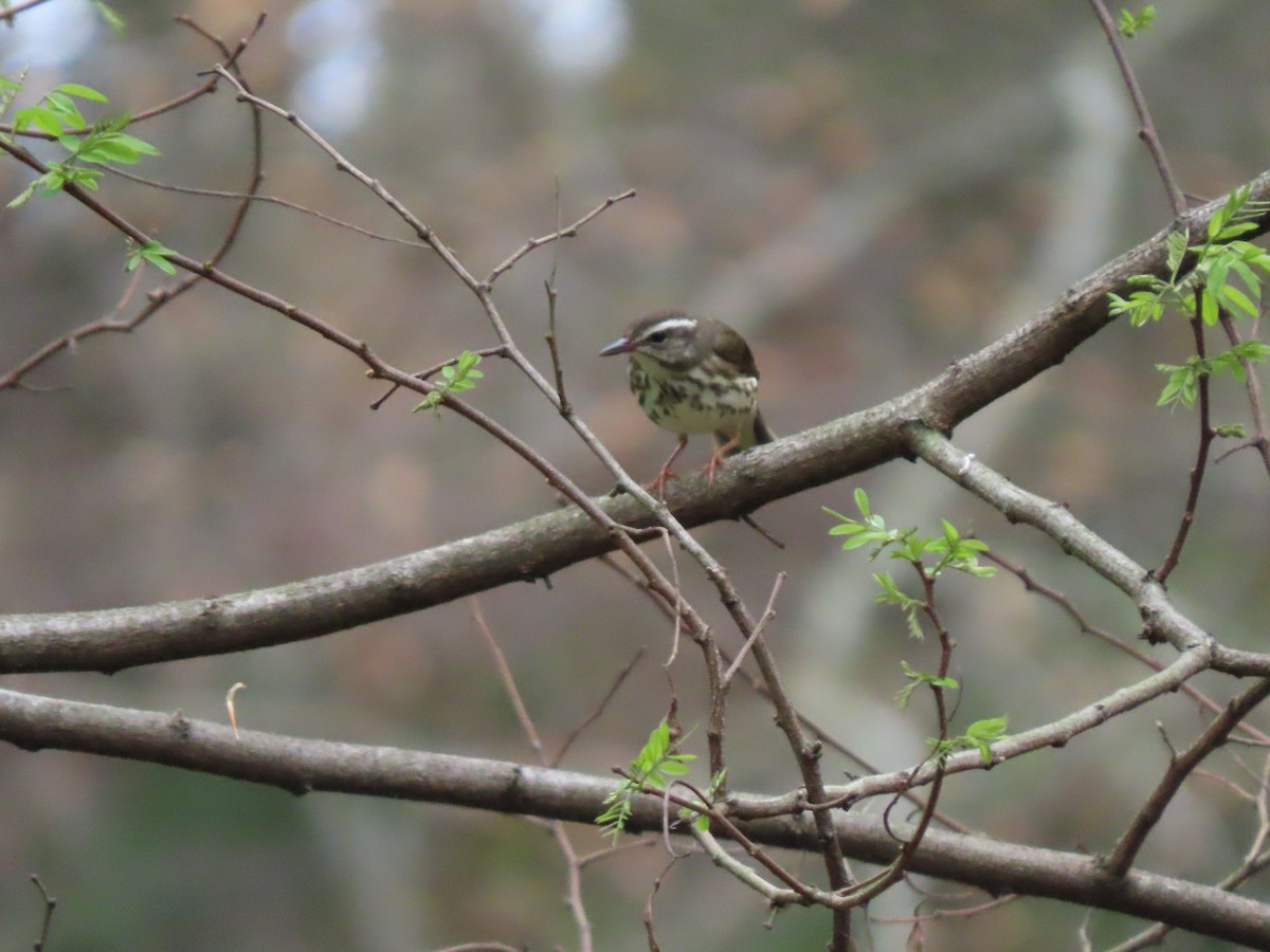 Louisiana Waterthrush - ML640683704