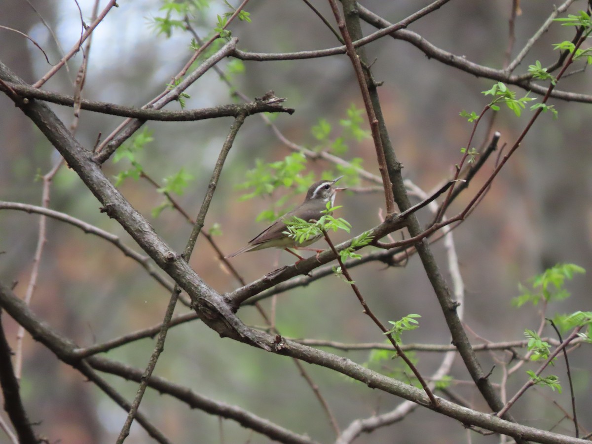 Louisiana Waterthrush - ML640683710
