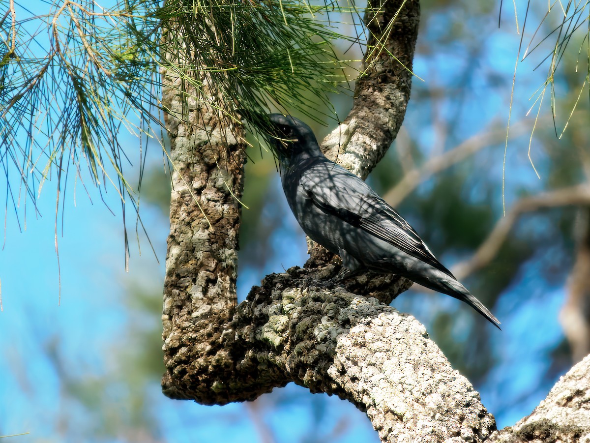 Sahul Cicadabird - ML640683805