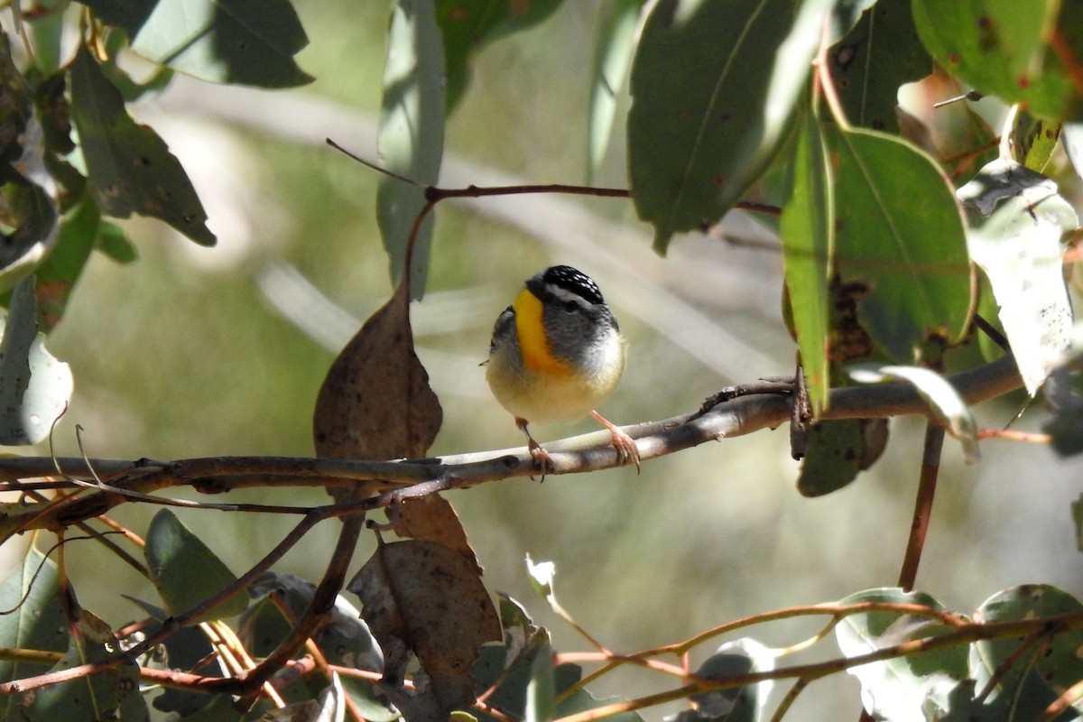 Spotted Pardalote - ML640683834