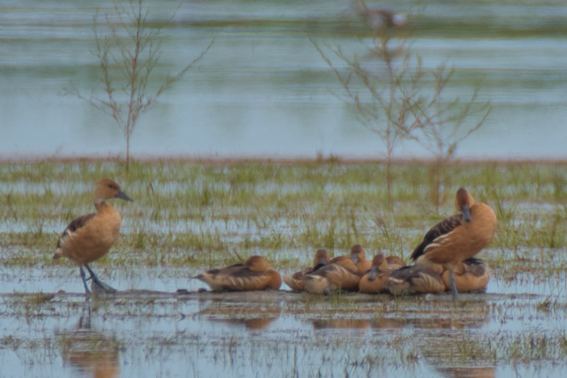 Fulvous Whistling-Duck - ML640683882