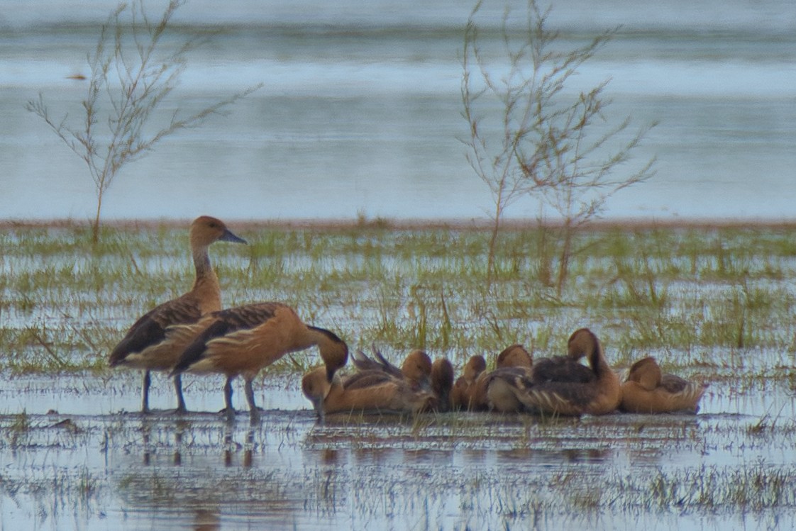 Fulvous Whistling-Duck - ML640683884