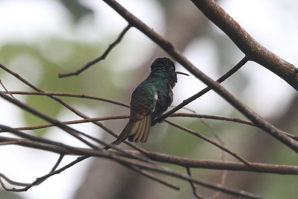 Golden-tailed Sapphire - ML640683910
