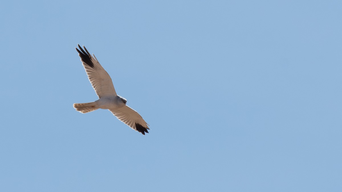 Pallid Harrier - ML640683947