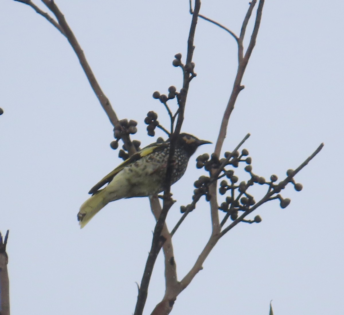Regent Honeyeater - ML640683970