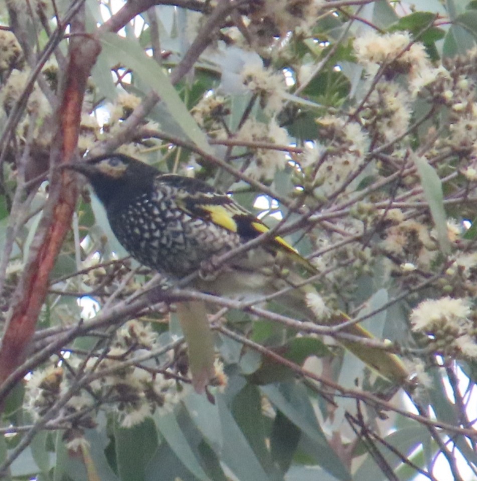 Regent Honeyeater - ML640683971