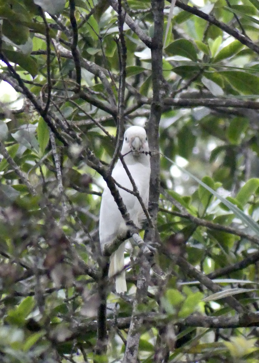 Tanimbar Corella - ML640683979