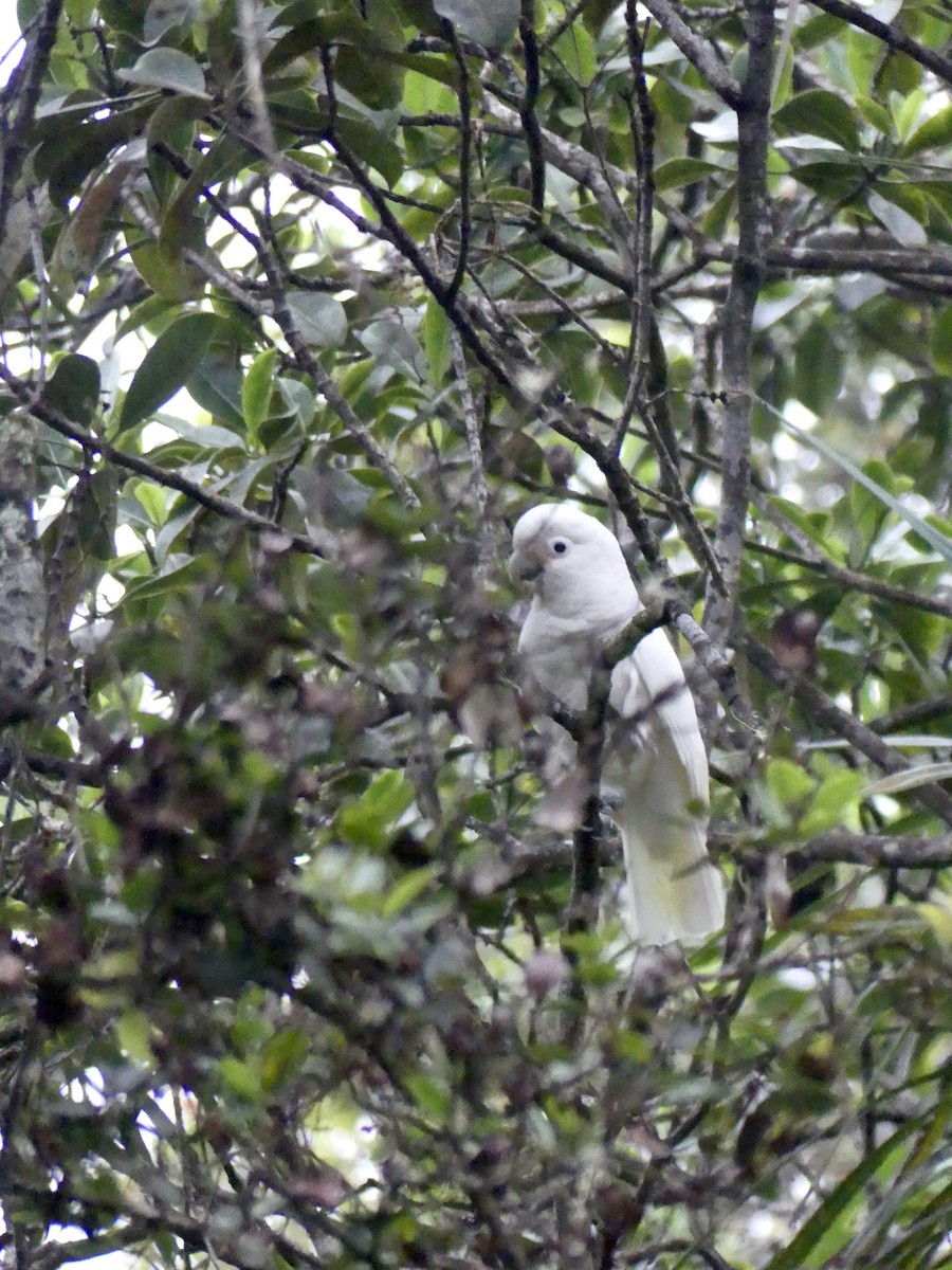 Tanimbar Corella - ML640683980