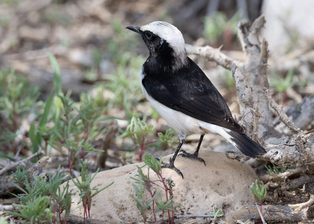 Arabian Wheatear - ML640683998