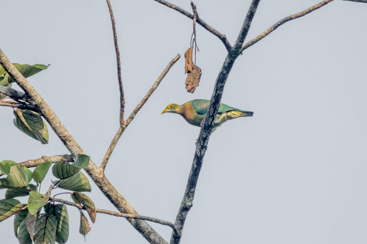 Pink-spotted Fruit-Dove - ML640684028