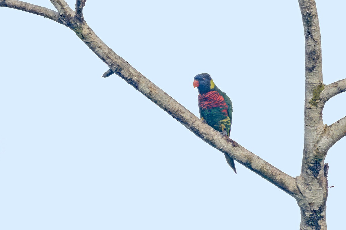 Coconut Lorikeet - ML640684034