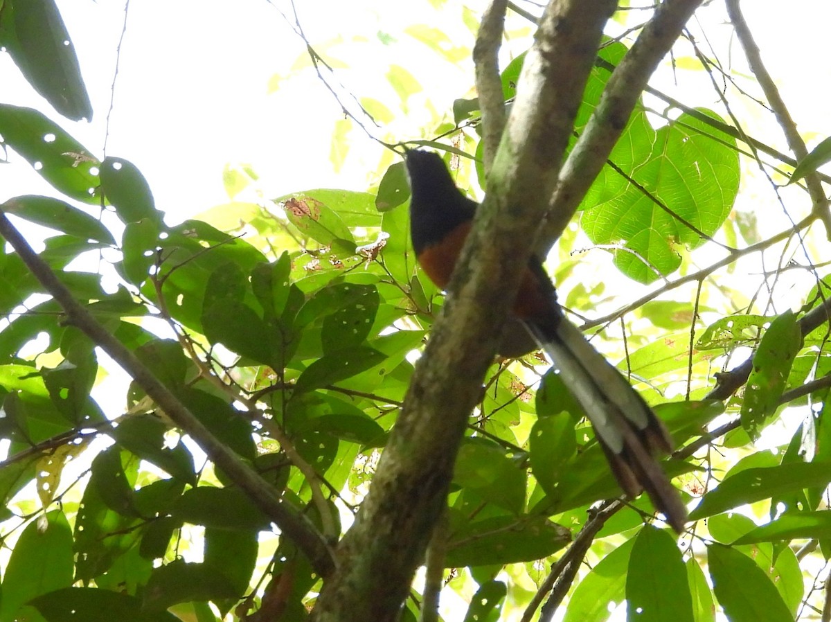 Shama de Ceylan - ML640684159