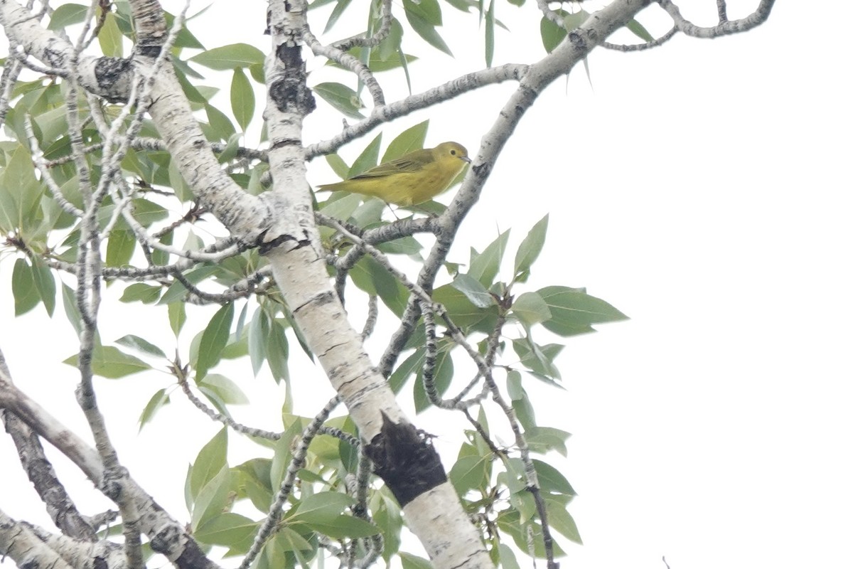 Yellow Warbler - ML640684194